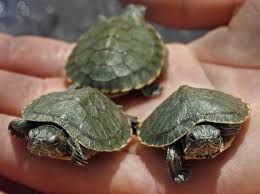 Amphibians or turtles